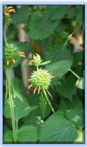 Leonotis